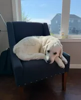White boy, a male Golden Retriever and English Cream Golden Retriever for sale in Lakeville, MN – Photo 9 of 10