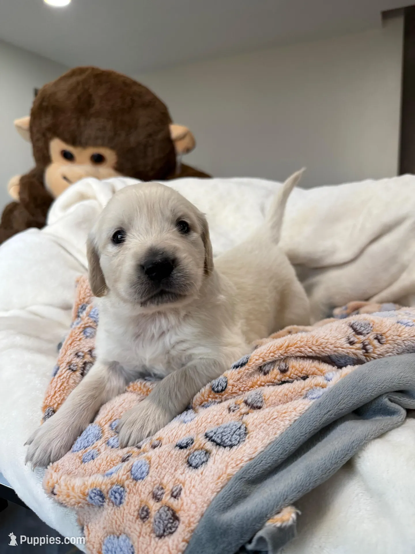 White boy – Golden Retriever, English Cream Golden Retriever puppy for sale in Lakeville, MN