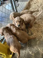 Puppy, a  Golden Retriever for sale in Saint Cloud, MN – Photo 8 of 10