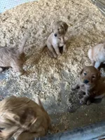 Puppy, a  Golden Retriever for sale in Saint Cloud, MN – Photo 4 of 10