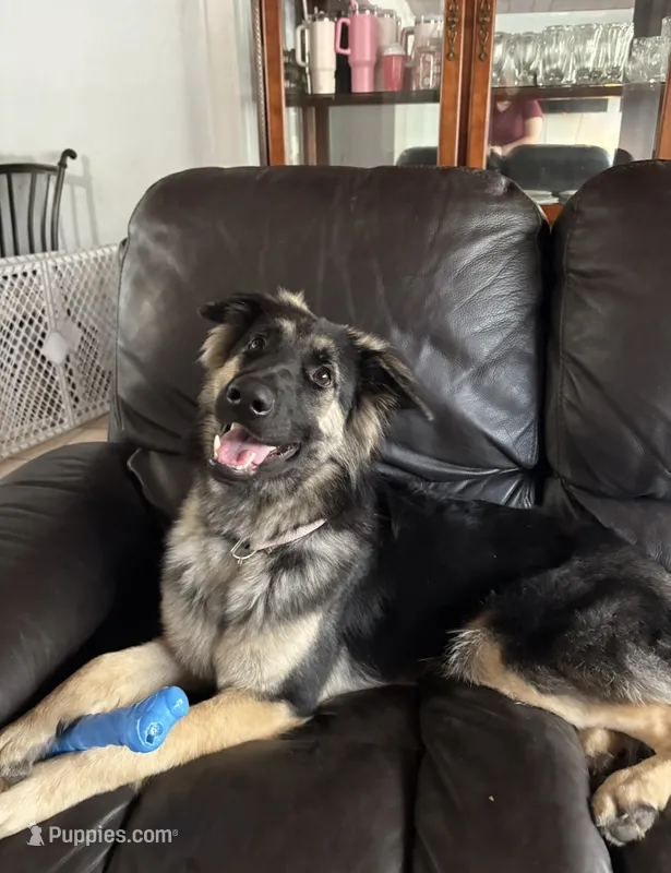 Mellie  – German Shepherd Dog puppy for sale in Deland, FL
