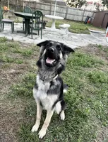 Mellie , a female German Shepherd Dog for sale in Deland, FL – 3 of 3