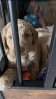 Duke, a male Goldendoodle for sale in Orlando, FL – 2 of 2