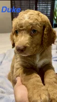 Duke, a male Goldendoodle for sale in Orlando, FL – 1 of 2