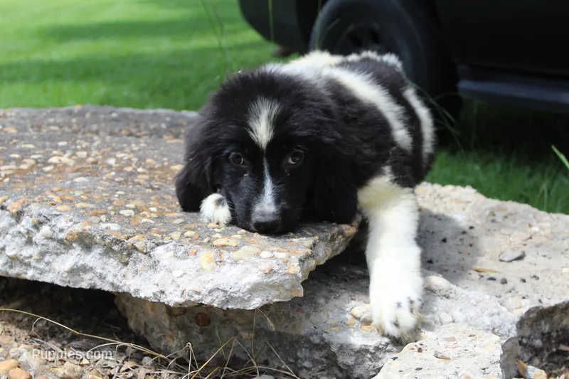 Millie – Newfoundland puppy for sale in Brundidge, AL