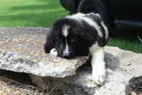 Millie, a female Newfoundland for sale in Brundidge, AL – 1 of 8
