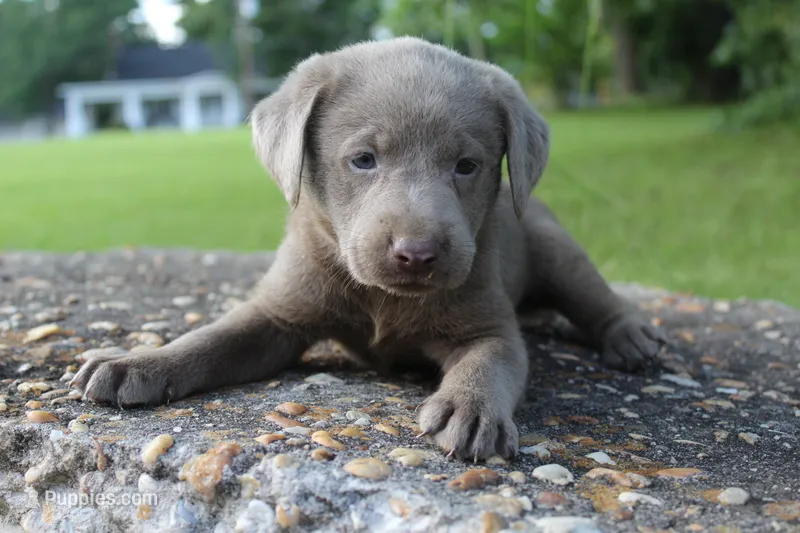 Asher – Labrador Retriever puppy for sale in Brundidge, AL