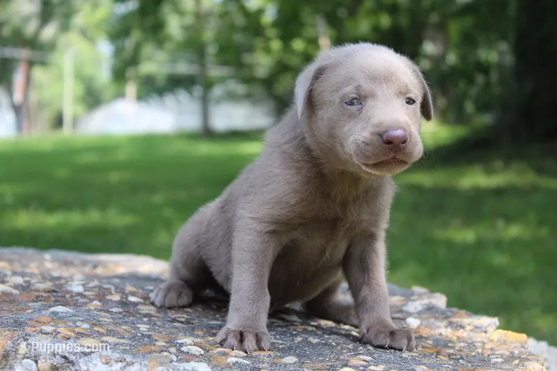 Beau – Labrador Retriever puppy for sale in Brundidge, AL