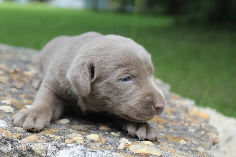 Asher – Labrador Retriever puppy for sale in Brundidge, AL