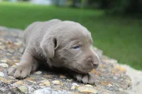 Asher, a male Labrador Retriever for sale in Brundidge, AL – 1 of 3