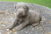 Asher, a male Labrador Retriever for sale in Brundidge, AL – 2 of 3