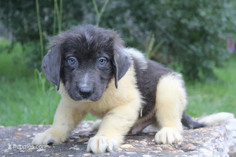 Kane – Newfoundland puppy for sale in Brundidge, AL