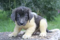 Kane, a male Newfoundland for sale in Brundidge, AL – 1 of 5