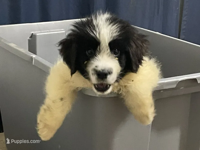 Bruce – Newfoundland puppy for sale in Brundidge, AL