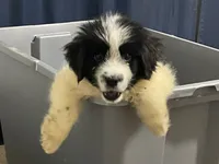 Bruce, a male Newfoundland for sale in Brundidge, AL – 1 of 8