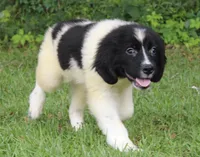 Millie, a female Newfoundland for sale in Brundidge, AL – 2 of 8