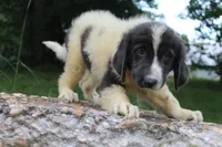 Kleo, a female Newfoundland for sale in Brundidge, AL – 3 of 5