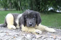Kona, a female Newfoundland for sale in Brundidge, AL – 4 of 5