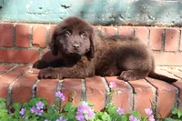 Buddy, a male Newfoundland for sale in Brundidge, AL – Photo 6 of 7
