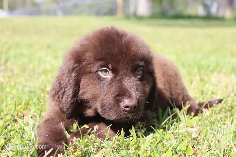 Buddy – Newfoundland puppy for sale in Brundidge, AL