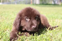 Buddy, a male Newfoundland for sale in Brundidge, AL – Photo 1 of 7