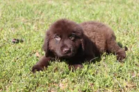 Buddy, a male Newfoundland for sale in Brundidge, AL – Photo 3 of 7