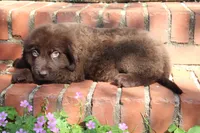 Buddy, a male Newfoundland for sale in Brundidge, AL – Photo 7 of 7