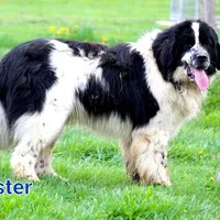Buddy, a male Newfoundland for sale in Brundidge, AL – Photo 2 of 7