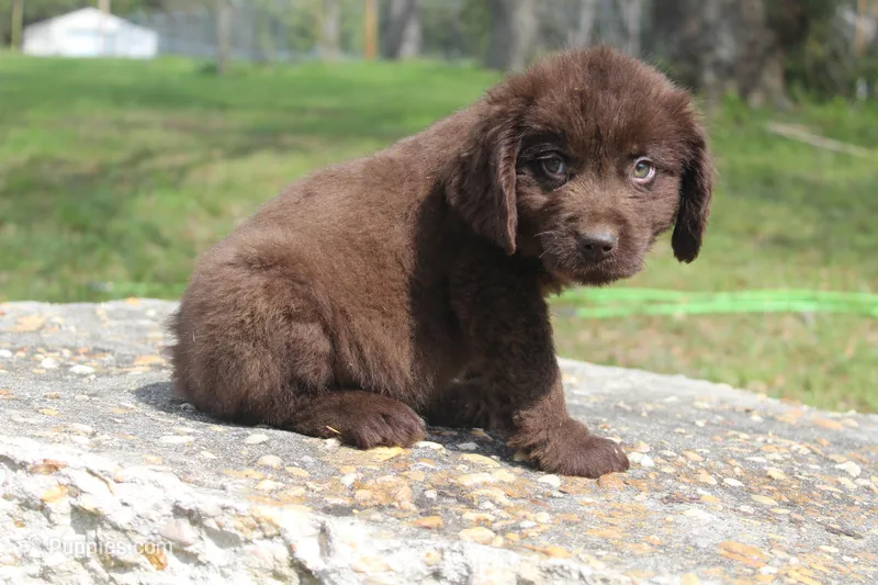 Buddy – Newfoundland puppy for sale in Brundidge, AL