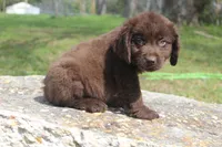 Buddy, a male Newfoundland for sale in Brundidge, AL – Photo 5 of 7