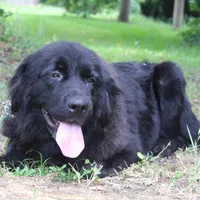 Buddy, a male Newfoundland for sale in Brundidge, AL – Photo 4 of 7