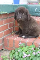 Charlie, a male Newfoundland for sale in Brundidge, AL – Photo 2 of 8
