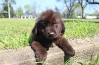 Charlie, a male Newfoundland for sale in Brundidge, AL – Photo 6 of 8