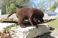 Charlie, a male Newfoundland for sale in Brundidge, AL – Photo 4 of 8