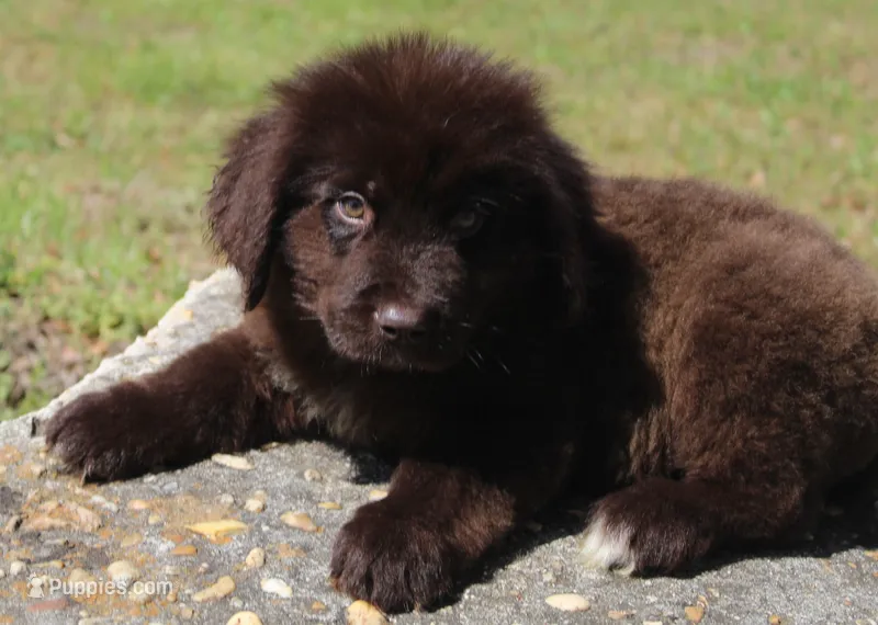 Charlie – Newfoundland puppy for sale in Brundidge, AL