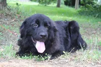 Charlie, a male Newfoundland for sale in Brundidge, AL – Photo 2 of 2