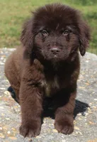 Charlie, a male Newfoundland for sale in Brundidge, AL – Photo 3 of 8