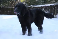 Bruce, a male Newfoundland for sale in Brundidge, AL – 8 of 8