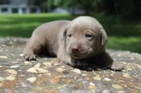 Bliss, a female Labrador Retriever for sale in Brundidge, AL – 3 of 6