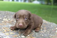 Ace, a male Labrador Retriever for sale in Brundidge, AL – 2 of 3