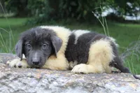 Kane, a male Newfoundland for sale in Brundidge, AL – 4 of 5