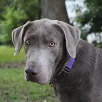 Belle, a female Labrador Retriever for sale in Brundidge, AL – Photo 2 of 3