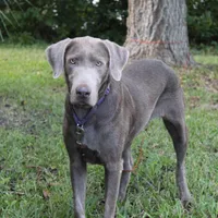 Belle, a female Labrador Retriever for sale in Brundidge, AL – Photo 3 of 3