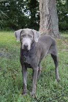 Belle, a female Labrador Retriever for sale in Brundidge, AL – Photo 3 of 3