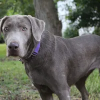 Belle, a female Labrador Retriever for sale in Brundidge, AL – Photo 1 of 3
