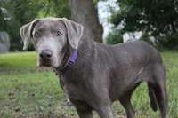 Belle, a female Labrador Retriever for sale in Brundidge, AL – Photo 1 of 3