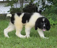 Millie, a female Newfoundland for sale in Brundidge, AL – 4 of 8