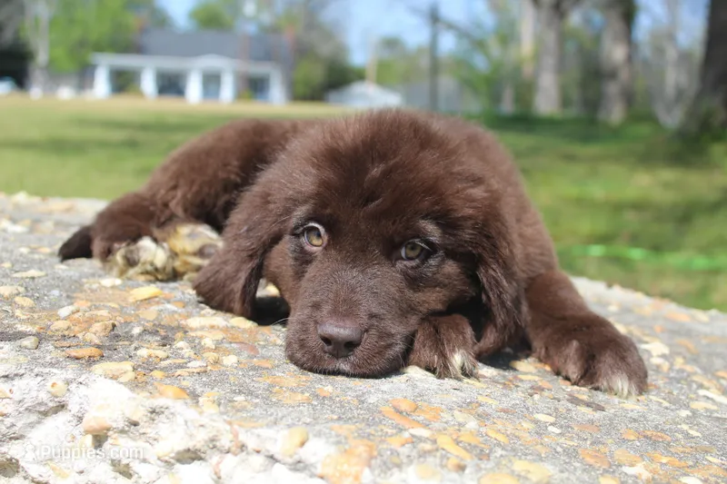 Lady – Newfoundland puppy for sale in Brundidge, AL