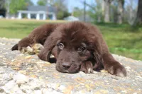 Lady, a female Newfoundland for sale in Brundidge, AL – Photo 1 of 7