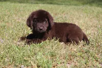Lady, a female Newfoundland for sale in Brundidge, AL – Photo 4 of 7